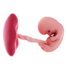 8. týden těhotenství a 2. měsíc těhotenství