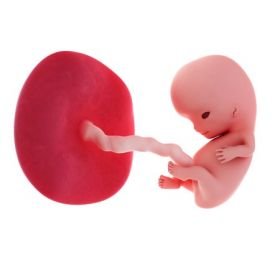 9. týden těhotenství a 2. měsíc těhotenství