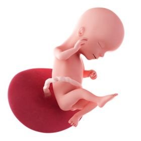 4. měsíc těhotenství - 16. týden těhotenství