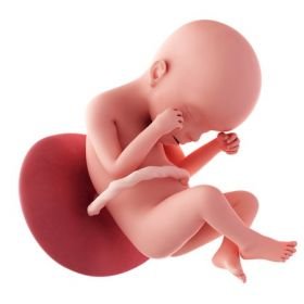 6. měsíc těhotenství - 24. týden těhotenství