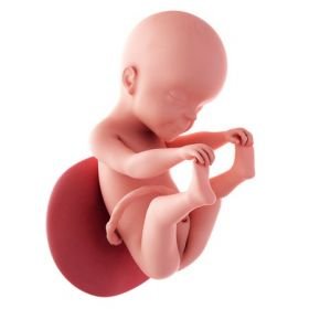 6. měsíc těhotenství - 25. týden těhotenství