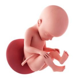 6. měsíc těhotenství - 27. týden těhotenství